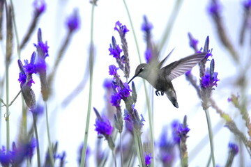 Hummingbird  with Fernleaf Lavender