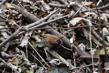 Winter Wren on the forest floor