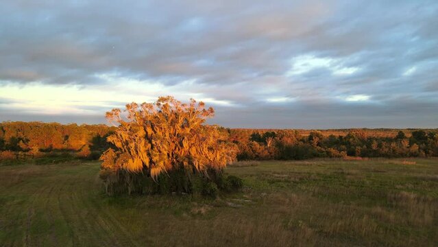 Beautiful sunset in central Florida, near Lake Nona. Slowly moving towards a tree in a field.  Nov 11 2021. 