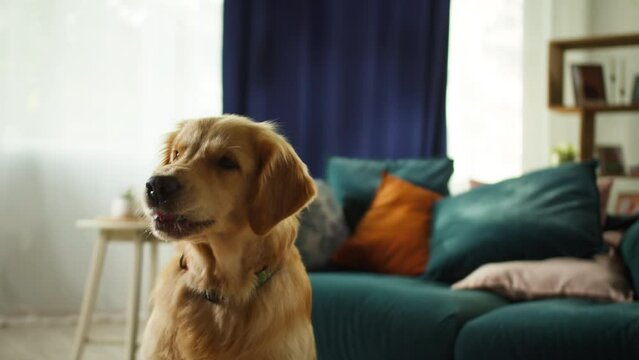 Golden retriever barking close-up. Obedient dog sitting on floor in living room, looking in camera and posing. Happy domestic animal concept, best friends, puppy relaxing at home.