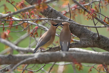 Cedar Waxwings sharing food