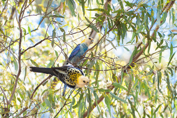 pale-headed rosella