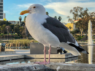 western gull in the city