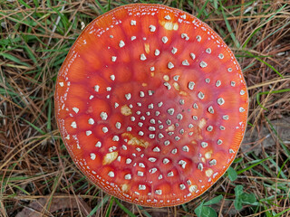 Amanita muscaria mushroom texture 