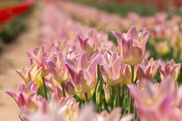 Obraz premium pink tulips in the garden