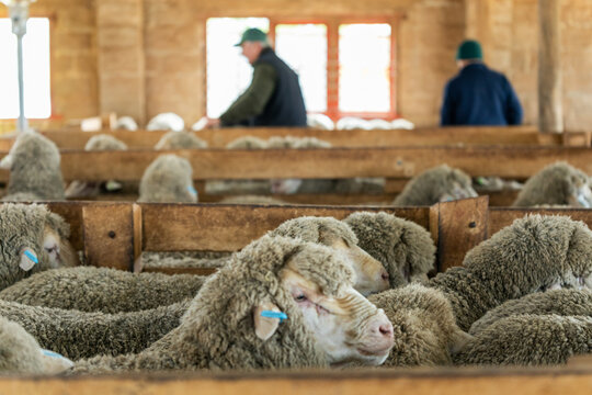 sheep in pens in shearing shed