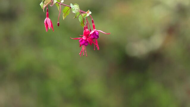 a slow motion side view of a male talamanca hummingbird feeding on  fuchsia flower at a garden in costa rica