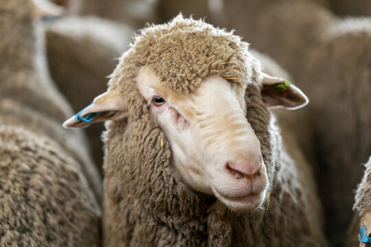 sheep in pens in shearing shed