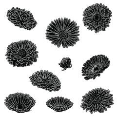 calendula officinalis illustration isolated on white background