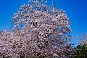 中津城公園の桜