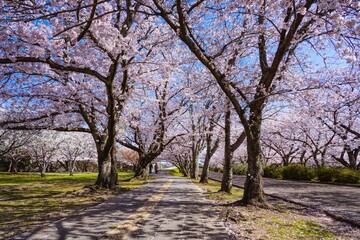 Obraz premium 中津城公園の桜