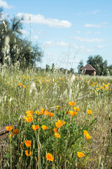 Obraz premium field with flowers