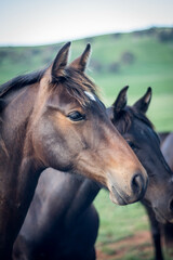 Fototapeta premium portrait of a horse
