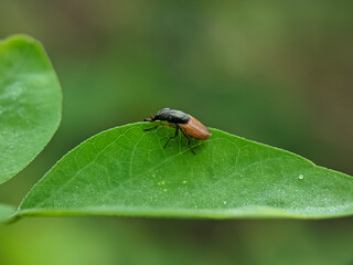 A Brown Leaf Weevil is resting on a green leaf. Also known as a European Snout Beetle, it is native to Europe and Asia.