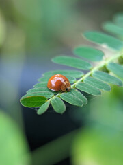 Harmonia axyridis, most commonly known as the harlequin, multicoloured Asian, or Asian ladybeetle, is a large coccinellid beetle. 