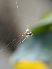 Small white spiders that are catching insects that are stuck on spider webs to be used as food.