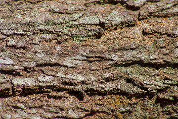 Textura de la corteza de un árbol