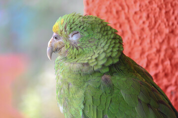 close-up of sleeping green parrot 