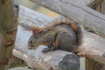 squirrel standing on log