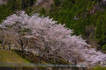 渓石園の桜
