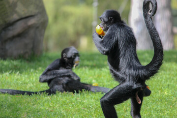 monkeys eating tangerines on the grass