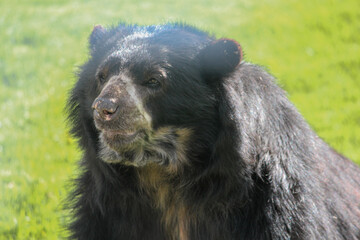 spectacled bear looking at the horizon in the field