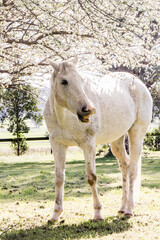 Obraz premium white horse eating grass