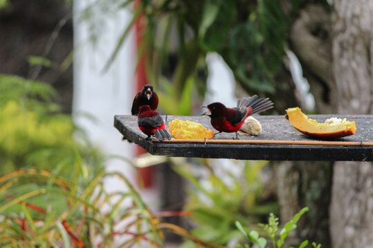 ramphocelus dimidiatu family with open beak in supply of birds with Mango and banana