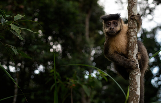 Tufted capuchin monkey (Sapajus apella), aka macaco-prego in Brazil.