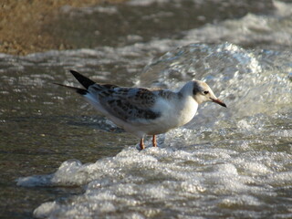 seagull on the beach