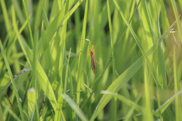 close-up of insect in grass 
