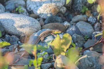 six-lined racerunner on a rock with vegetation 