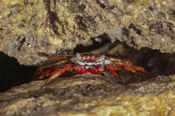 crab among rocks