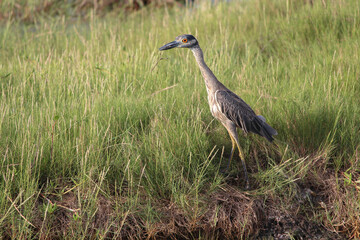 grey crowned crane in the grass