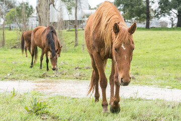 horses in the meadow