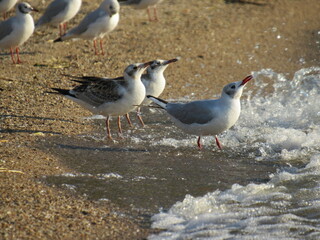 seagull on the beach