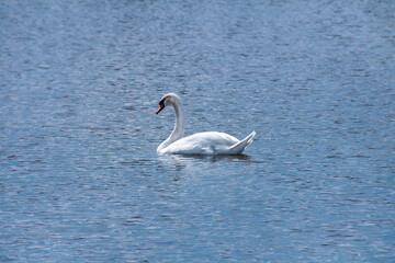 Cisne sobre agua azul
