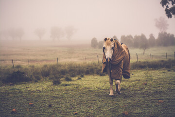 horse in the field