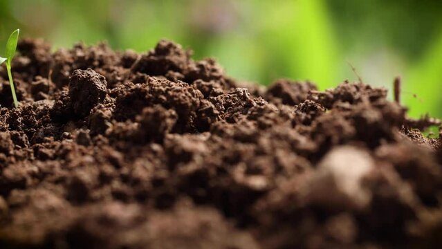 Sliding in front of a row of fertile soil revealing newly emerged, young plant 