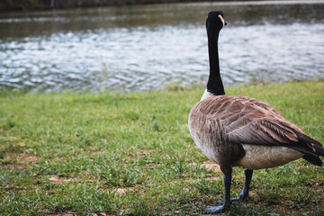 country goose branta canadensis