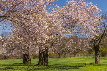 Fototapeta na wymiar Flowering Japanese cherry trees in early spring in the park