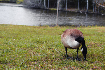 country goose walking in the park