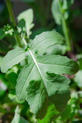 太陽の光を浴びたルッコラの葉のクローズアップ。