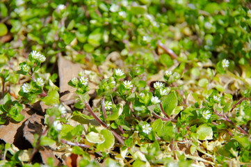 春の野花。ハコベの小さな花。