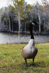 country goose branta canadensis