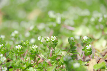 Fototapeta na wymiar 春の野花。ハコベの小さな花。