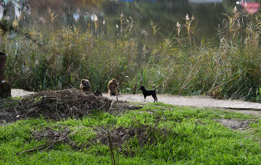 Monkeys and little black puppy staring at each other