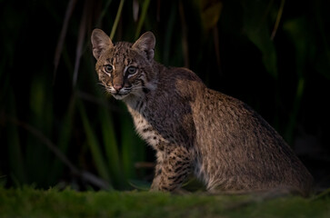 A bobcat in Florida 