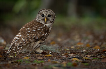 Fototapeta premium A barred owl in Florida 