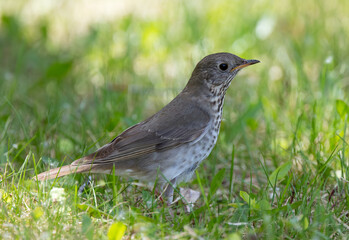 Gray-cheeked Thrush foraging during spring migration.